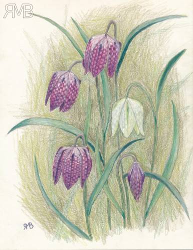 Schachblume