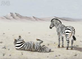 Bergzebras