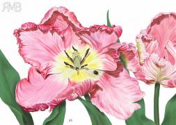 Rosafarbene Papagei-Tulpe 'Pink Vision'