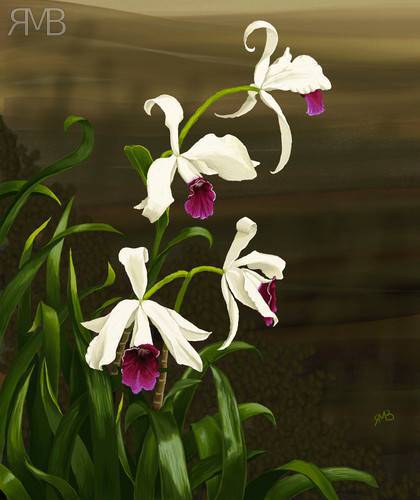 Laelia purpurata