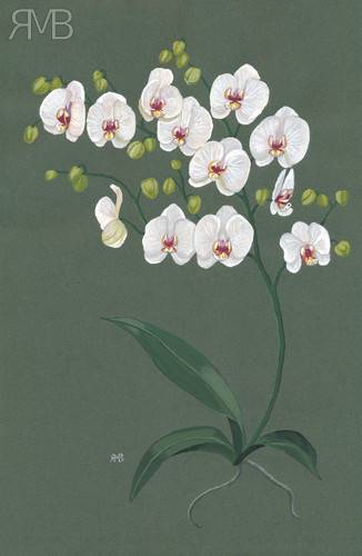 Phalaenopsis
