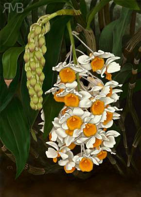 Dendrobium thyrsiflorum