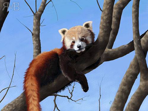 Roter Panda