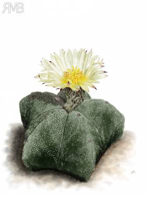 Bischofsmütze (Astrophytum myriostigma)