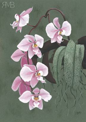 Phalaenopsis schilleriana